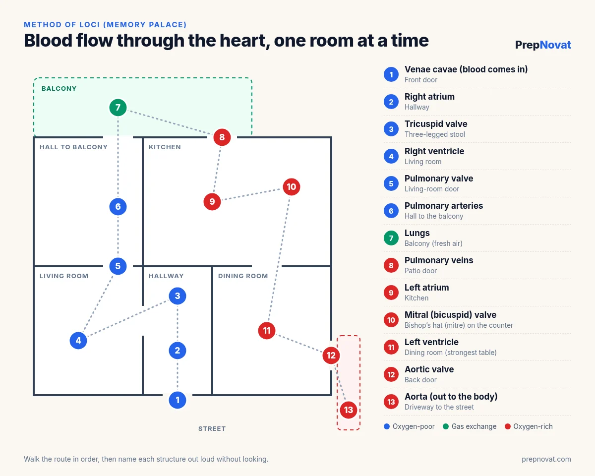 Memory palace floor plan with 13 numbered stops tracing blood flow through the heart, from the venae cavae at the front door to the aorta at the driveway